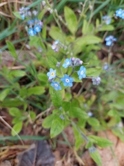 Myosotis