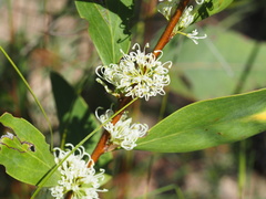 Hakea florulenta