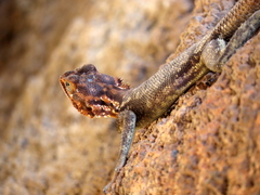 Agama planiceps