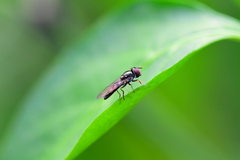 Platycheirus