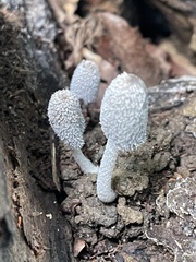 Coprinopsis lagopus