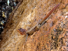Agama planiceps