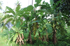 Musa