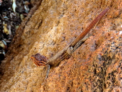 Agama planiceps
