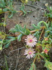 Oscularia lunata