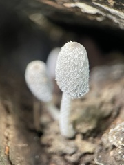Coprinopsis lagopus