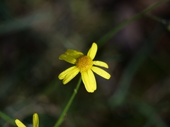 Senecio inaequidens