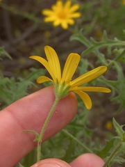 Osteospermum amplectens