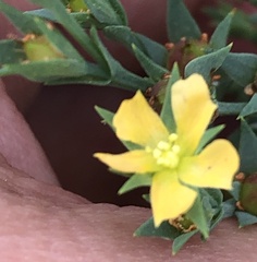 Hypericum drummondii