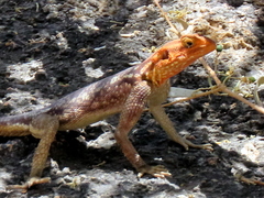 Agama planiceps