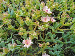 Oscularia lunata