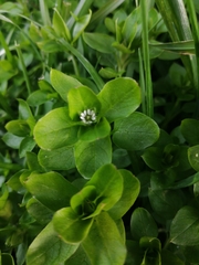 Stellaria media