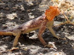 Agama planiceps