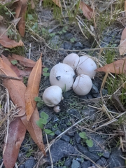 Agaricineae
