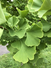 Ginkgo