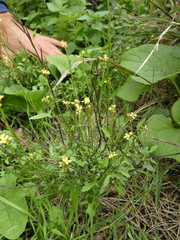 Sisymbrium officinale