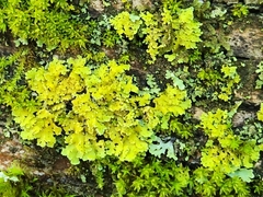 Xanthomendoza ulophyllodes