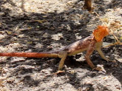 Agama planiceps