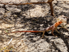 Agama planiceps