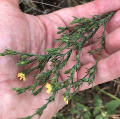 Hypericum drummondii
