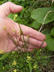 Sisymbrium officinale
