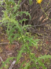Osteospermum amplectens
