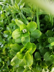 Stellaria media