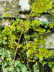 Xanthomendoza ulophyllodes