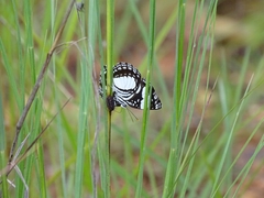 Neptis