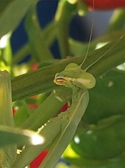 Mantodea