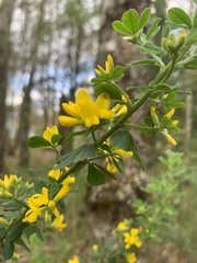 Genista