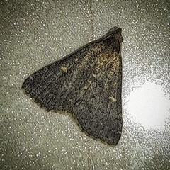 Tetanolita mynesalis