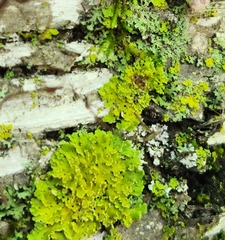 Xanthomendoza ulophyllodes