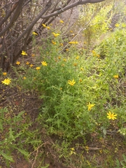 Osteospermum amplectens