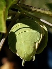 Mantodea