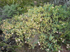 Oscularia lunata