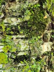 Xanthomendoza ulophyllodes