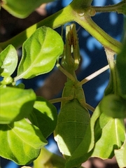 Mantodea