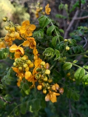 Senna stipulacea