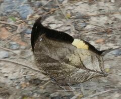 Consul panariste panariste