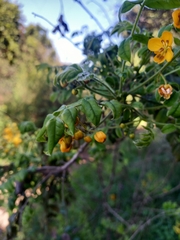 Senna stipulacea
