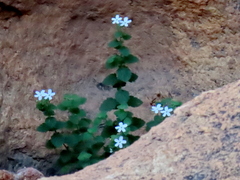 Jamesbrittenia pallida