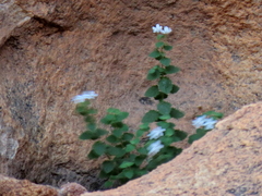 Jamesbrittenia pallida