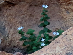 Jamesbrittenia pallida