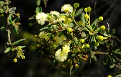 Acacia aspera