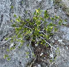 Borrichia arborescens