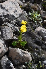 Ranunculus sulphureus