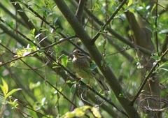 Emberiza cirlus