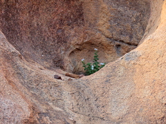 Jamesbrittenia pallida