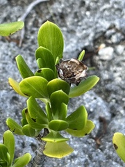 Borrichia arborescens